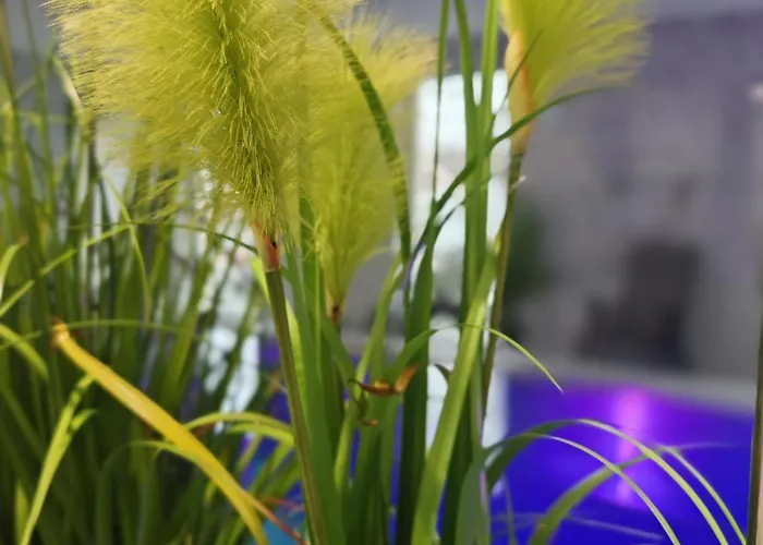 Hotel Strandhotel & Gut-hotels